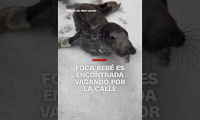 Foca bebé es encontrada vagando por la calle