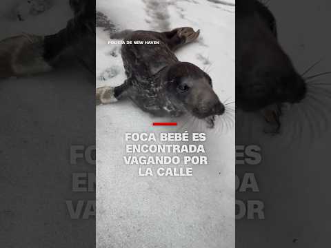 Foca bebé es encontrada vagando por la calle