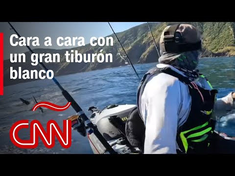 Increíble y aterrador: un encuentro cara a cara con un tiburón blanco