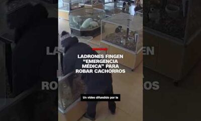 Ladrones fingen emergencia médica para robar cachorros