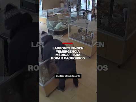 Ladrones fingen emergencia médica para robar cachorros