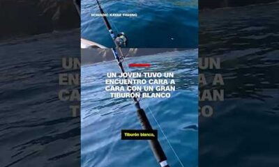 Un joven tuvo un encuentro cara a cara con un gran tiburón blanco