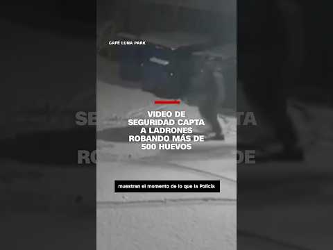 Video muestra el momento en el que ladrones roban más de 500 huevos