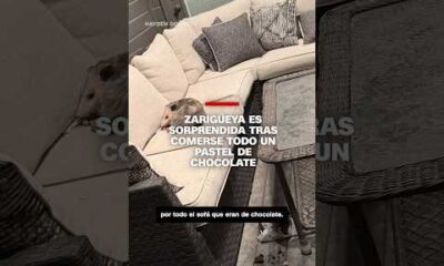Zarigüeya es sorprendida tras comerse todo un pastel de chocolate