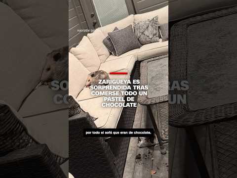 Zarigüeya es sorprendida tras comerse todo un pastel de chocolate