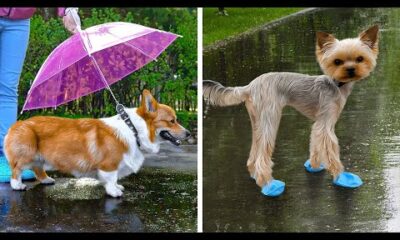 Gato vs Perro: ¡Desbloquea los Mejores Consejos para Mascotas Felices! 🐱🐶