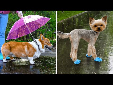 Gato vs Perro: ¡Desbloquea los Mejores Consejos para Mascotas Felices! 🐱🐶