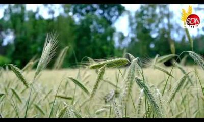 Cotización de granos hoy: Rosario y Chicago 11 de Septiembre de 2025 – Informa Luis Ciucci