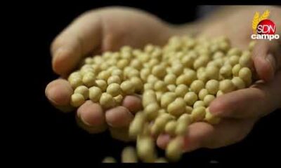 ¡Alerta Roja en los Mercados de Granos! Soja, Maíz y Trigo en Picada Global por Lluvias y Tasas de Interés – Cotización de granos 18 de septiembre