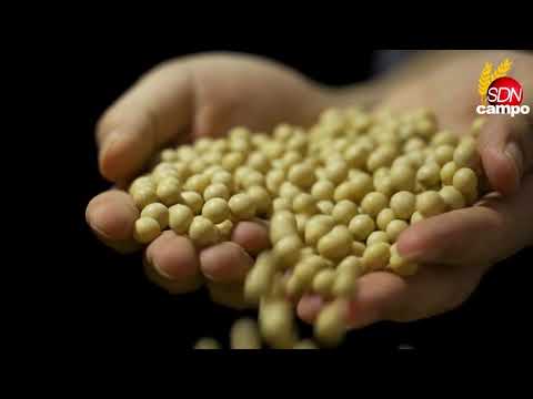 ¡Alerta Roja en los Mercados de Granos! Soja, Maíz y Trigo en Picada Global por Lluvias y Tasas de Interés – Cotización de granos 18 de septiembre