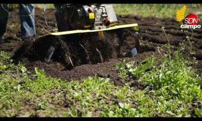 Cotización granos 23 de septiembre – Informa Luis Ciucci, Sociedad Rural de Rosario
