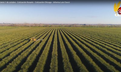 Soja al Alza y Precios de Granos: Cierre del 1 de Octubre en Rosario y Chicago | Informe Luis Ciucci de SDN Campo