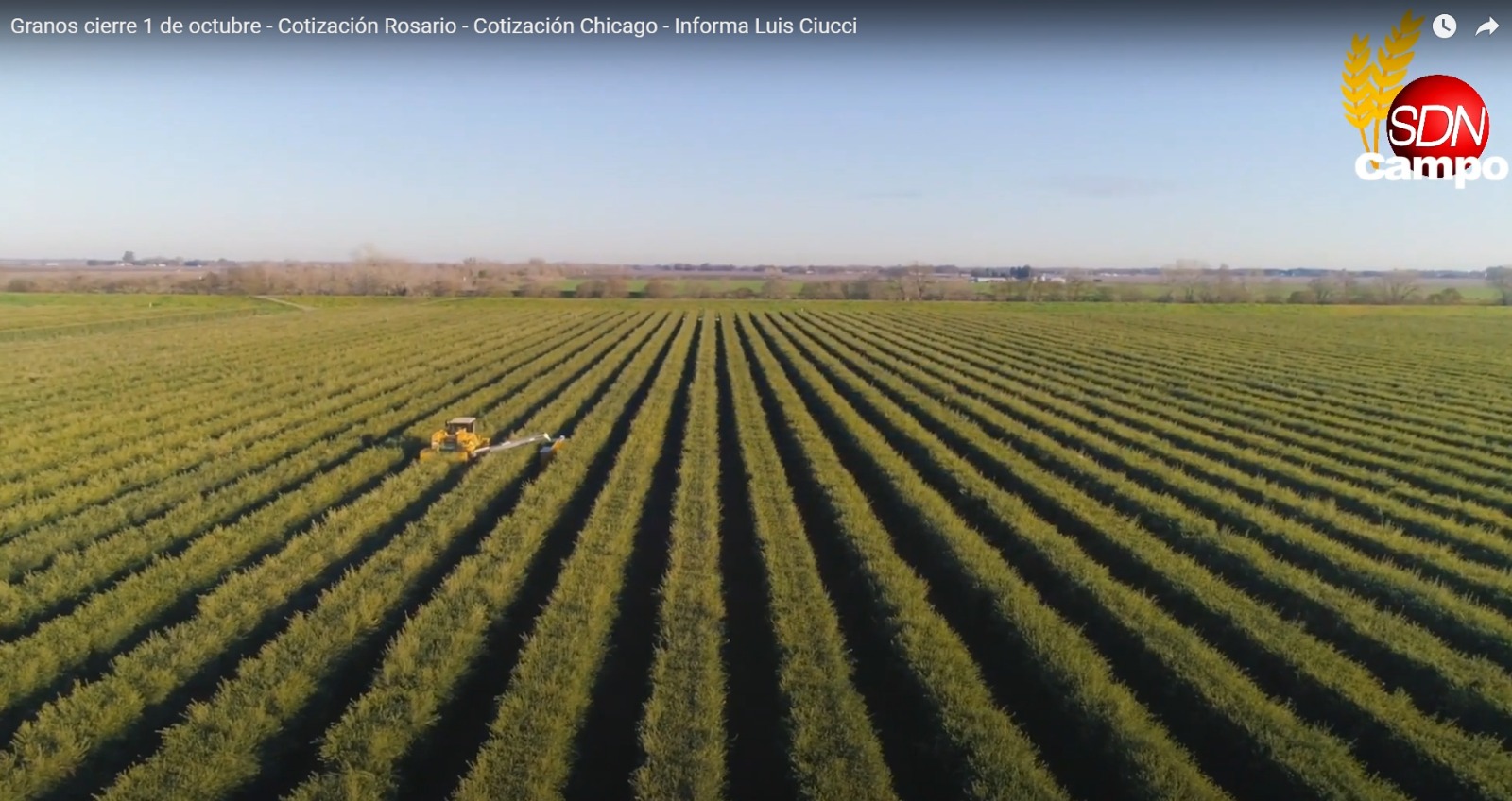 Soja al Alza y Precios de Granos: Cierre del 1 de Octubre en Rosario y Chicago | Informe Luis Ciucci de SDN Campo