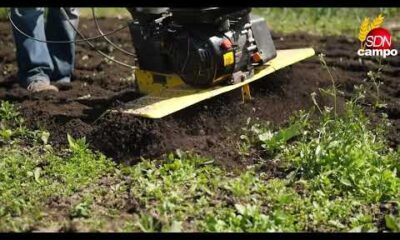 Granos cierre 1 de octubre – Cotización Rosario – Cotización Chicago – Informa Luis Ciucci