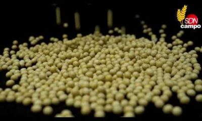 SDN Campo 12 11 – Cotizaciones del sector agroproductivo