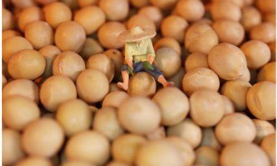 China podría dejar de ser el gran cliente en soja