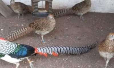 En La Matanza rescataron más de 200 animales en peligro de extinción que eran vendidos a través de redes sociales