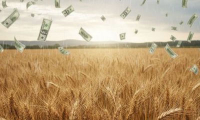 ¿Por qué la cosecha récord de trigo del campo no aumenta el ingreso de dólares?