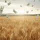 ¿Por qué la cosecha récord de trigo del campo no aumenta el ingreso de dólares?