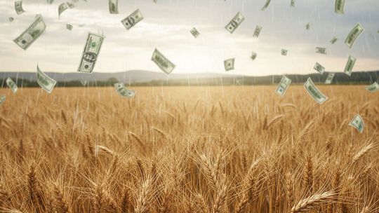 ¿Por qué la cosecha récord de trigo del campo no aumenta el ingreso de dólares?