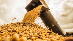 Productores del norte denuncian presiones oficiales y advierten sobre cartelización en el mercado de semillas