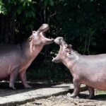 Un multimillonario indio quiere rescatar a los "hipopótamos de Pablo Escobar" y llevarlos a la India