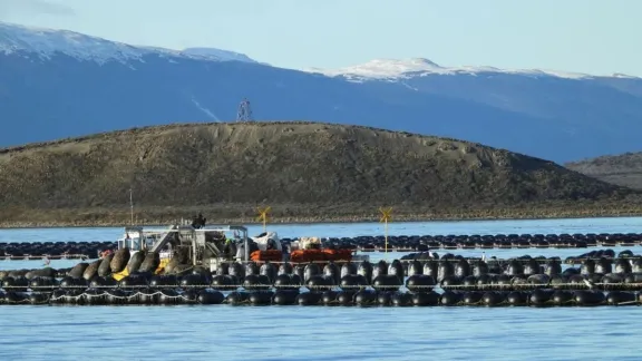 Analizan el desarrollo sustentable de la industria del mejillón en Tierra del Fuego