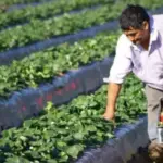 Crisis en el campo: insumos caros, precios en caída y relevo amenazado