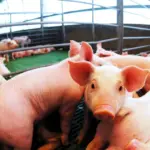 El Gobierno oficializa la quita de retenciones a productos agroindustriales