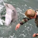 El Pentágono descartó que Irán tenga "delfines kamikazes" y no negó que EEUU cuente con esa arma