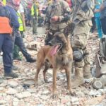 Bart, el perro argentino que rescató a dos niños entre los escombros en Venezuela