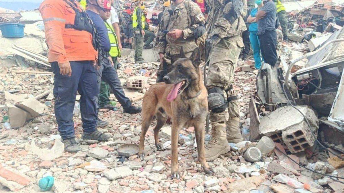 Bart, el perro argentino que rescató a dos niños entre los escombros en Venezuela