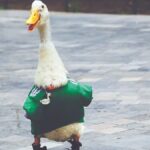 Quién es Merlín, el pato que se volvió la mascota no oficial de México en el Mundial 2026