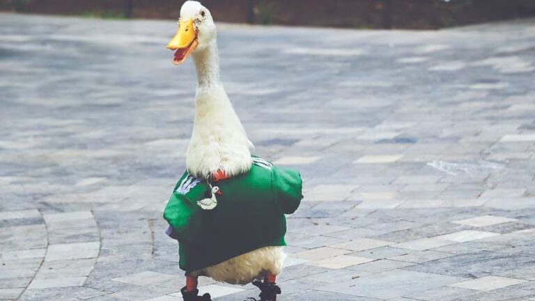 Quién es Merlín, el pato que se volvió la mascota no oficial de México en el Mundial 2026