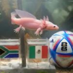 Quién es Paco, el nuevo oráculo que promete revolucionar el Mundial 2026 con sus pronósticos
