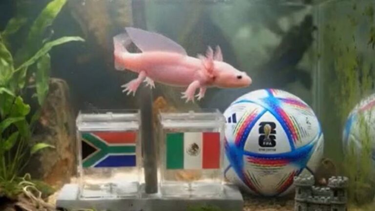 Quién es Paco, el nuevo oráculo que promete revolucionar el Mundial 2026 con sus pronósticos