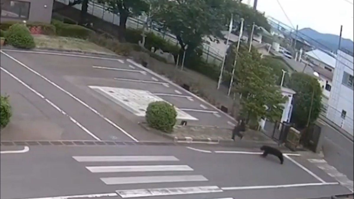 Video: un oso irrumpió en una zona residencial de Japón y atacó a cuatro personas
