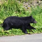 Japón instala 800 cámaras en las montañas para frenar el aumento de los ataques de osos