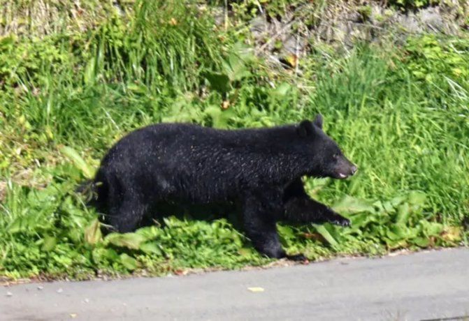 Japón instala 800 cámaras en las montañas para frenar el aumento de los ataques de osos