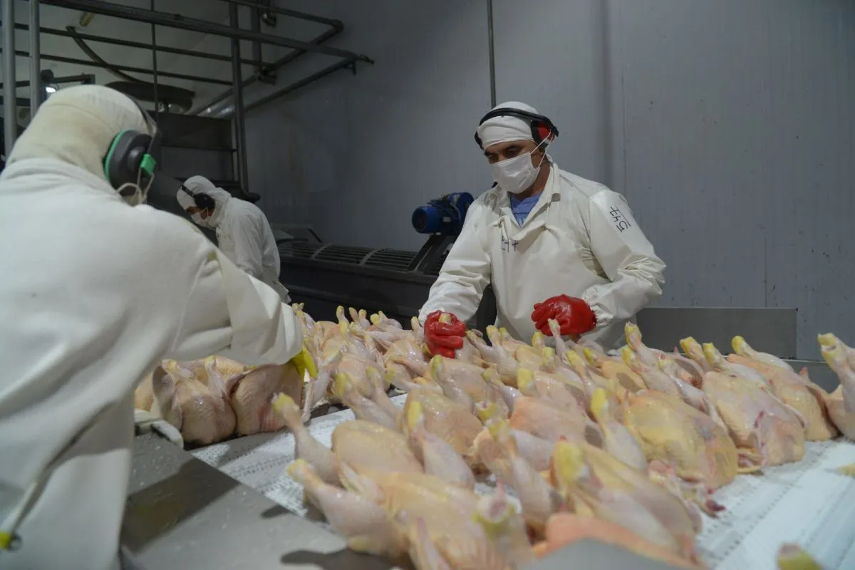 La Unión Europea reabre un mercado millonario para la carne argentina tras reconocer al país libre de gripe aviar