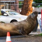 Neil, la foca elefante de 1
