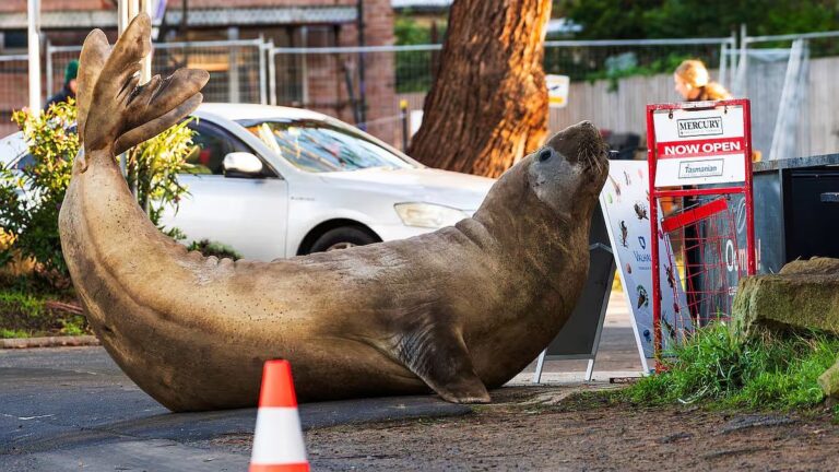 Neil, la foca elefante de 1