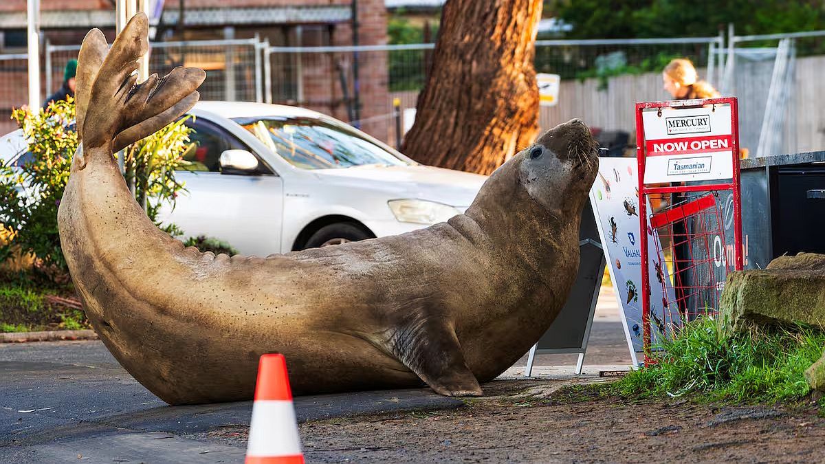 Neil, la foca elefante de 1