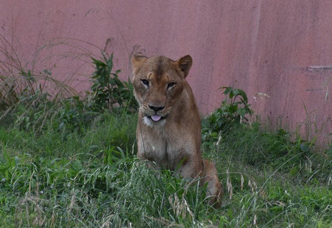 Investigan la muerte de tres leonas en un zoológico de Tokio por causa de la ola de calor